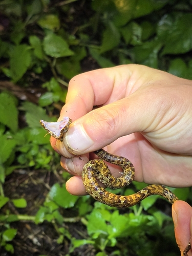 Craspedocephalus puniceus, 2026-10-21