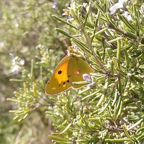 Clouded Yellow