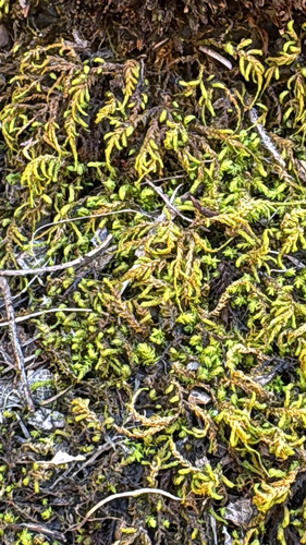 Pseudanomodon attenuatus observed 2026-10-21