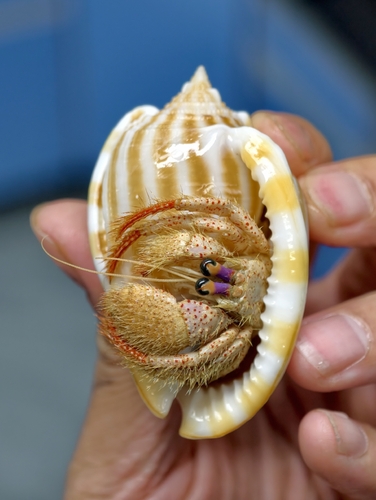 Phalium flammiferum observed 2026-09-22