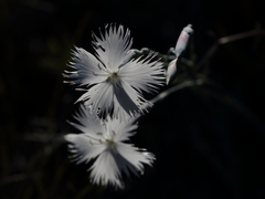 Dianthus plumarius lumnitzeri