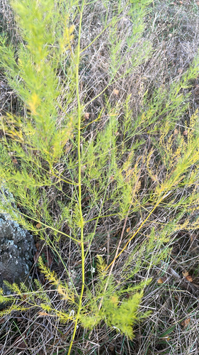 wild asparagus