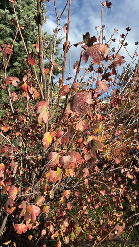 Ribes aureum, 2026-10-21