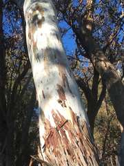 Eucalyptus rubida