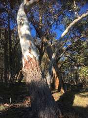 Eucalyptus rubida