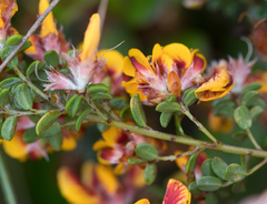 Pultenaea stricta