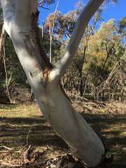 Eucalyptus pauciflora