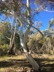 Eucalyptus pauciflora