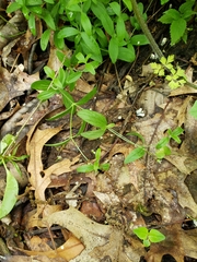 Moehringia lateriflora