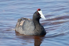 Fulica cristata