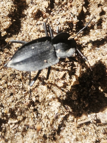 Embaphion contusum