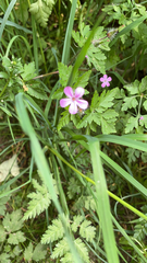 Geranium robertianum