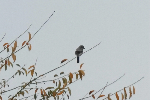Great Gray Shrike
