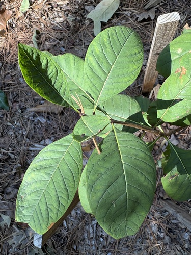 Chionanthus observed 2026-10-21