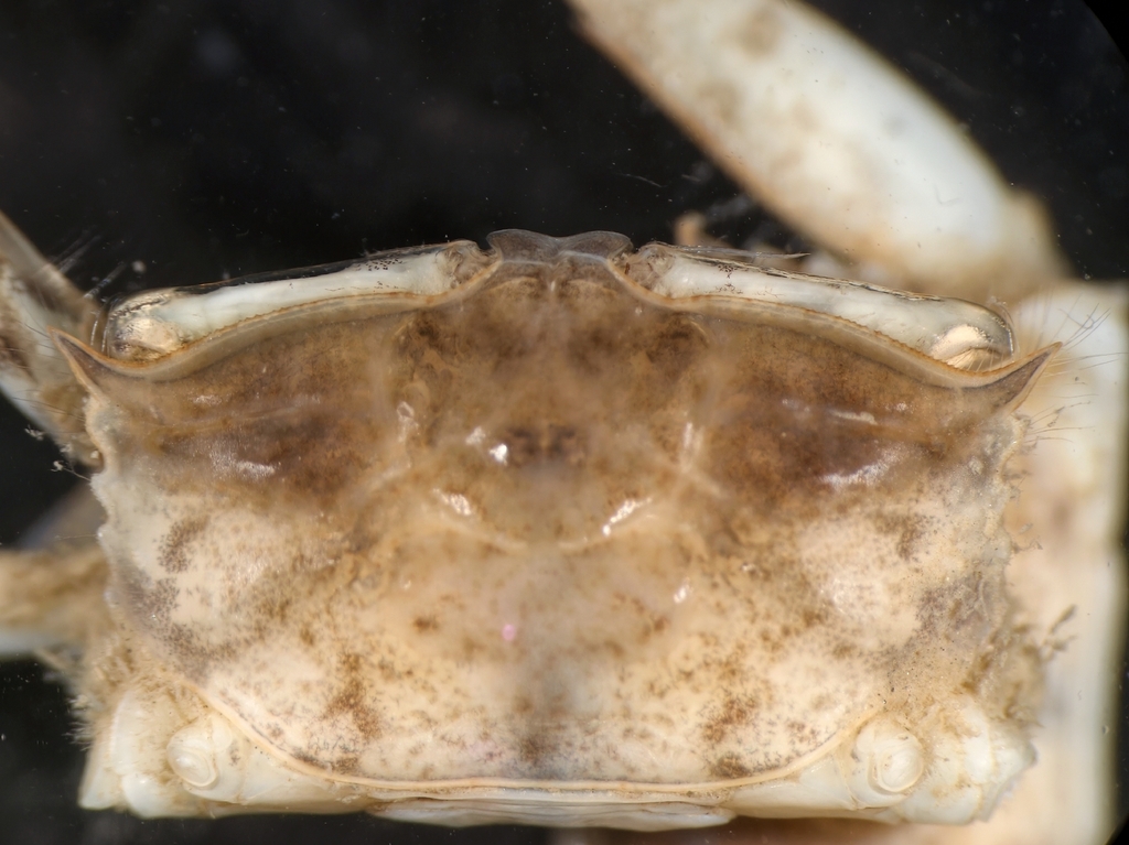 Macrophthalmus dentatus