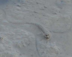 Periophthalmus modestus