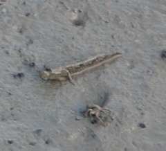 Periophthalmus modestus