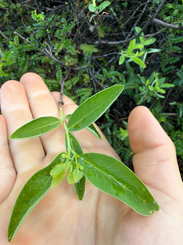 Wikstroemia oahuensis observed 2026-10-20
