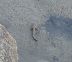 Periophthalmus modestus