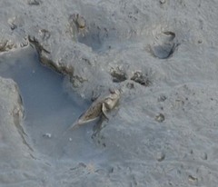 Periophthalmus modestus