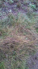 Piptochaetium fuscum