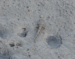 Periophthalmus modestus