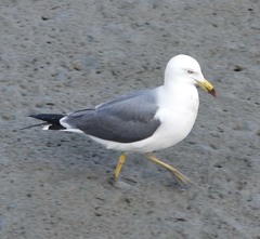 Larus crassirostris