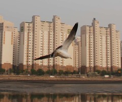 Larus crassirostris