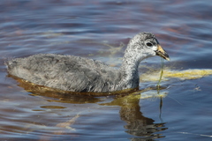 Fulica cristata