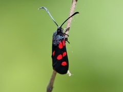 Zygaena angelicae