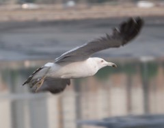 Larus crassirostris