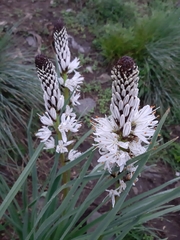 Asphodelus albus