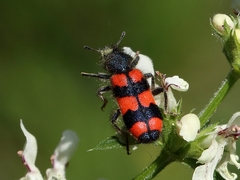 Trichodes favarius
