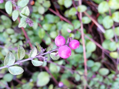 Symphoricarpos × chenaultii
