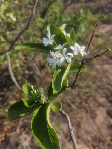 Holarrhena pubescens observed 2026-10-21