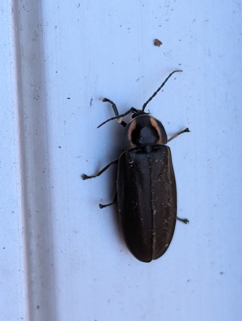 Winter Firefly