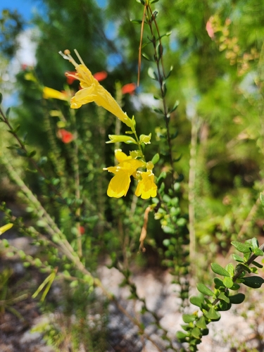 Clinopodium coccineum observed 2026-10-21