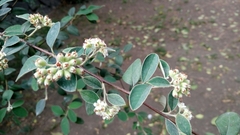 Cotoneaster pannosus