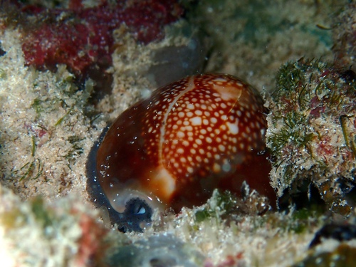 Cypraea caputserpentis observed 2026-10-21