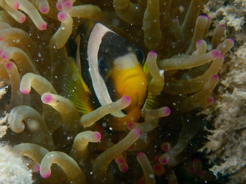 Amphiprion clarkii observed 2026-10-21