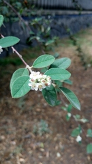 Cotoneaster pannosus