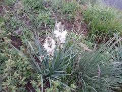 Asphodelus albus