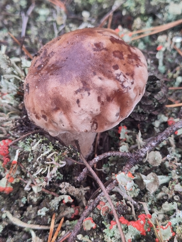 King Bolete