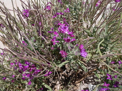 Matthiola