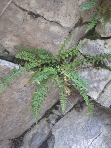 Asplenium fontanum, 2026-10-21
