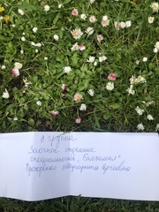 Bellis perennis