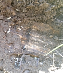 Platyarthrus hoffmannseggii