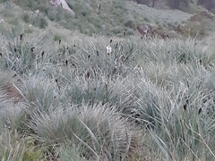 Asphodelus albus