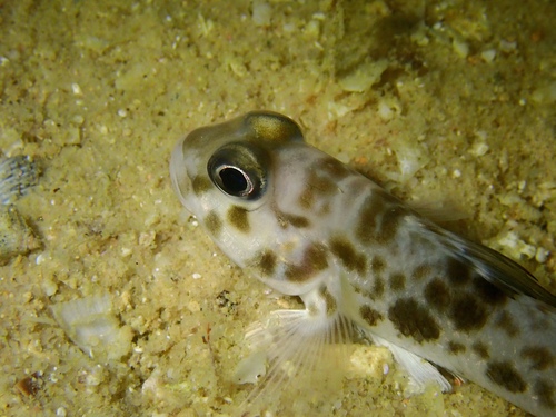 Acentrogobius observed 2026-10-21