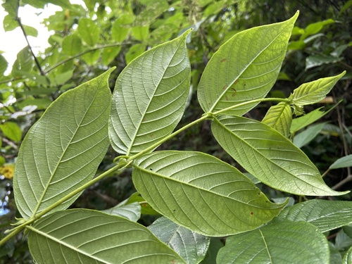 Uncaria observed 2026-10-21